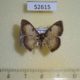 52615p-Geometridae-Hydatocapnia-gemina-Vietnam-6