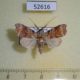 52616p-Noctuidae-Ptyonota-formosa-Vietnam-8