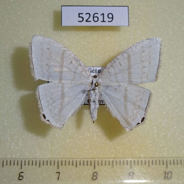 Geometridae Micronidia intermedia Vietnam