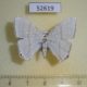 52619p-Geometridae-Micronidia-intermedia-Vietnam-6