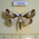 52626p-Noctuidae-Risoba-obscurivialis-Vietnam-9