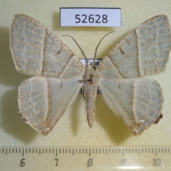 Geometridae Neohipparchus sp. Vietnam