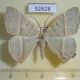 52628p-Geometridae-Neohipparchus-sp.-Vietnam-8
