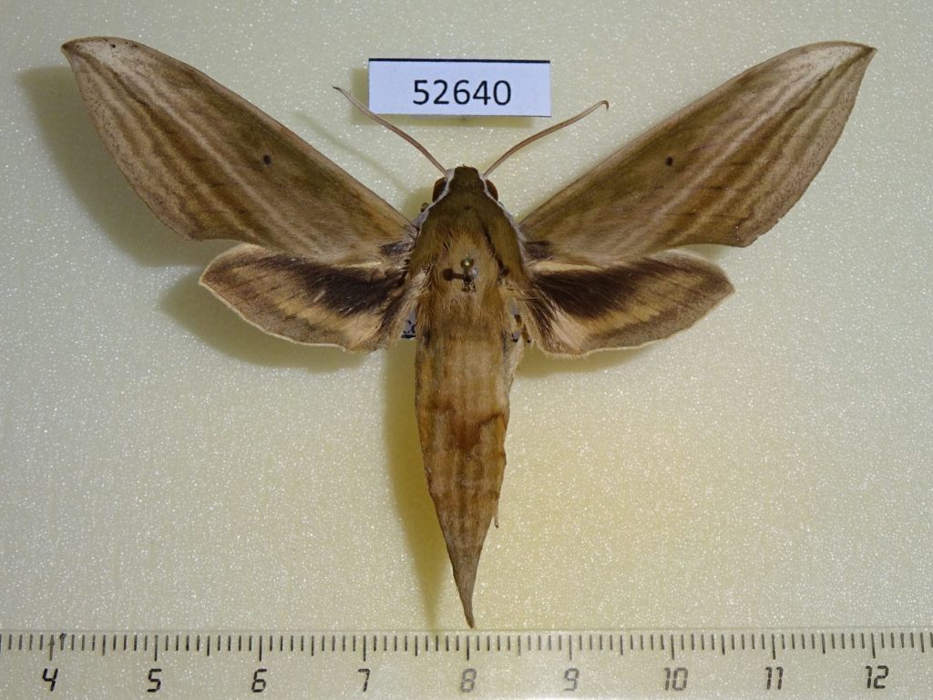 Sphingidae Wing Sphingidae Cechenena minor Vietnam - Fareastinsects