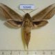 52640p-Sphingidae-Cechenena-minor-Vietnam-8