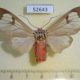 52643p-Arctiidae-Amerila-astreus-Vietnam-6