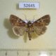 52645p-Noctuidae-Condica-albigutta-Vietnam-6