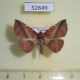 52649p-Noctuidae-Condate-purpurea-Vietnam-7