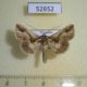 52652p-Noctuidae-Risoba-basis-Vietnam-7