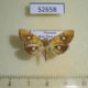 52658p-Crambidae-Nosophora-semitritalis-Vietnam-4