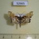52665p-Crambidae-Omphisa-repetitalis-Vietnam-6