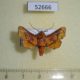 52666p-Thyrididae-Dysodia-miniata-Vietnam-6