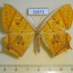 52672p-Geometridae-Thinopteryx-crocopterata-Vietnam-12