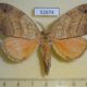 52674p-Notodontidae-Gangarides-vardena-Vietnam-10