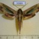 52683p-Sphingidae-Pergesa-acteus-Vietnam-6
