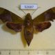 52687p-Sphingidae-Angonyx-testacea-f-Vietnam-9