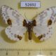 52692p-Geometridae-Abraxas-latifasciata-Vietnam-6