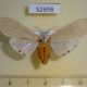 52698p-Arctiidae-Creatonotus-transiens-f-Vietnam-7