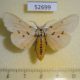 52699p-Arctiidae-Spilosoma-sp.-hypogopa-Vietnam-6