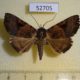 52705p-Noctuidae-Avatha-complens-Vietnam-6