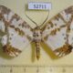 52711p Geometridae Chorodna moorei Vietnam $9