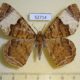 52714p-Geometridae-Xandrames-latiferaria-Vietnam-8