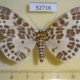 52716p-Geometridae-Pogonopygia-nigralbata-Vietnam-8