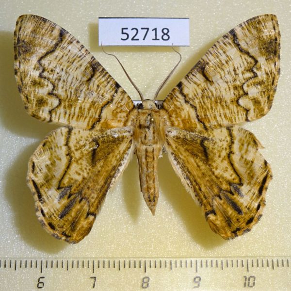 Geometridae Pachyodes iterans Vietnam