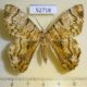 52718p-Geometridae-Pachyodes-iterans-Vietnam-8