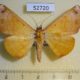 52720p-Noctuidae-Bemtha-extensa-Vietnam-6