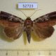 52723p-Noctuidae-Callyna-semivitta-Vietnam-7