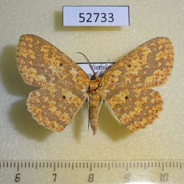 Geometridae Borbacha pardaria Vietnam