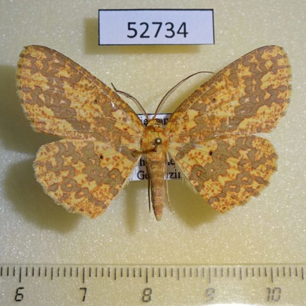 Geometridae Borbacha pardaria Vietnam