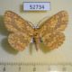 52734p-Geometridae-Borbacha-pardaria-Vietnam-6