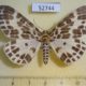 52744p-Geometridae-Pogonopygia-nigralbata-Vietnam-9