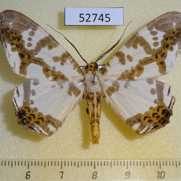 Geometridae Chorodna moorei Vietnam