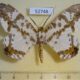 52748p Geometridae Chorodna moorei Vietnam $8