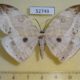 52749p-Drepanidae-Cyclidia-substigmaria-Vietnam-10