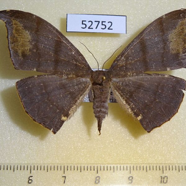 Geometridae Hyposidra aquilaria f Vietnam