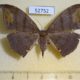 52752p-Geometridae-Hyposidra-aquilaria-f-Vietnam-7