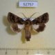 52757p-Noctuidae-Aedia-acronyctoides-Vietnam-7