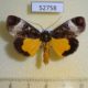 52758p-Noctuidae-Sarbanissa-transiens-Vietnam-8