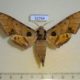 52764p-Sphingidae-Ambulyx-ochracea-Vietnam-8