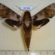 52766p-Sphingidae-Cechenena-helops-Vietnam-8