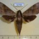 52768p-Sphingidae-Acosmerycoides-harterti-Vietnam-7