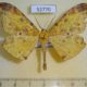 52770p-Geometridae-Dalima-apicata-Vietnam-6