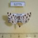 52775p Crambidae Pycnarmon jaguaralis Vietnam $6
