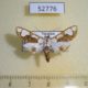 52776p-Crambidae-Cirrhochrista-semibrunnea-Vietnam-6