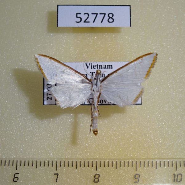 Crambidae Ramila angustifimbrialis Vietnam