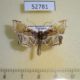 52781p-Crambidae-Omphisa-repetitalis-Vietnam-6